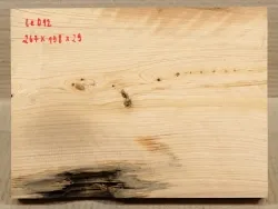 Le012 Eastern White Cedar, Thuya 267 x 198 x 29 mm