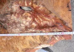 Ka012 Camphor Burl Slab XXL Natural Edge Tabletop 1150 x 710 x 40-30 mm