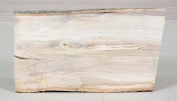 Zu005 Zürgelbaum Dekostück 270 x 140 x 16 mm