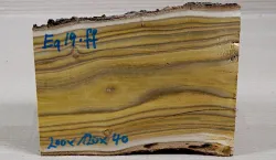 Eg019 Staghorn Sumac Log Section 200 x 120 x 40 mm