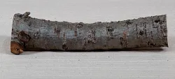 Sd031 Sea-Buckthorn Log Cutoff 220 x 45 x 35 mm