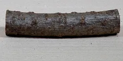 Sd032 Sea-Buckthorn Log Cutoff 170 x 40 x 35 mm