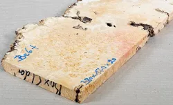 Be006 Box Elder Maple Burl Burl Slice 380 x 170 x 20 mm