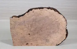 Ca003 Canistel Burl, Eggfruit Tree Burl Burl Slice 280 x 200 x 20 mm