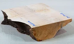 Ah066 Oregon Maple Burl Spalted Block 230 x 190 x 65 mm