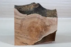 Ah066 Oregon Maple Burl Spalted Block 230 x 190 x 65 mm