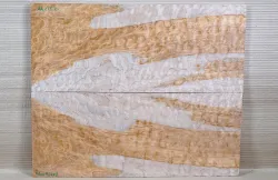 Ah111 Quilted Maple, Muschelahorn Gitarrendeck 530 x 435 x 8 mm