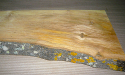 Fi024 Fig Wood, Fig Tree Board 540 x 140 x 28 mm