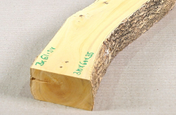 Bx061 Boxwood European Log Cutoff 310 x 60 x 35 mmm