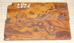 2821 Desert Ironwood Burl Scales 134 x 45 x 8 mm