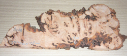 Bc015 Beech, Copper Beech Decorative Burl Slice 300 x 100 x 18 mm