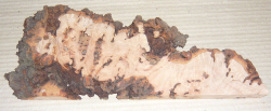 Bc015 Beech, Copper Beech Decorative Burl Slice 300 x 100 x 18 mm