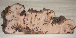 Bc016 Beech, Copper Beech Decorative Burl Slice 300 x 100 x 20 mm