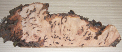 Bc017 Beech, Copper Beech Decorative Burl Slice 380 x 110 x 20 mm