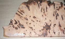 Bc018 Beech, Copper Beech Decorative Burl Slice 430 x 150 x 20 mm