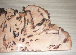 Bc018 Beech, Copper Beech Decorative Burl Slice 430 x 150 x 20 mm