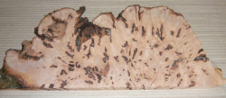 Bc018 Beech, Copper Beech Decorative Burl Slice 430 x 150 x 20 mm