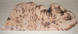 Bc019 Beech, Copper Beech Decorative Burl Slice 400 x 160 x 19 mm