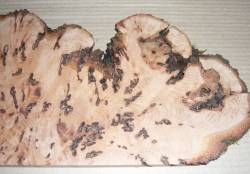 Bc019 Beech, Copper Beech Decorative Burl Slice 400 x 160 x 19 mm