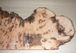 Bc020 Beech, Copper Beech Decorative Burl Slice 410 x 140 x 20 mm