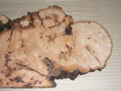 Bc021 Beech, Copper Beech Decorative Burl Slice 420 x 130 x 20 mm