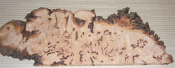 Bc021 Beech, Copper Beech Decorative Burl Slice 420 x 130 x 20 mm