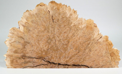 Gf011 Goldfield Burl Slice 420 x 240 x 14 mm