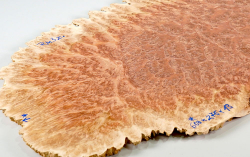 Rm003 Red Mallee Burl Slice 600 x 275 x 13 mm