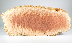 Rm003 Red Mallee Burl Slice 600 x 275 x 13 mm