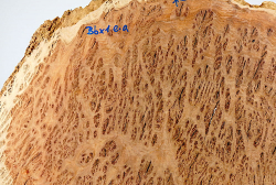 Bbx001 Black Box Burl Slice 400 x 310 x 12 mm