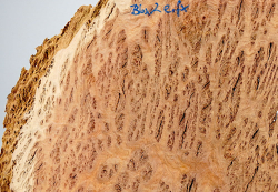 Bbx002 Black Box Burl Slice 360 x 290 x 13 mm