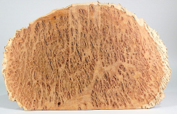 Bbx002 Black Box Burl Slice 360 x 290 x 13 mm