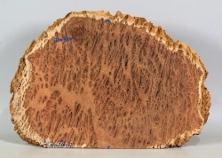 Bbx003 Black Box Burl Maserholzscheibe 280 x 280 x 12 mm