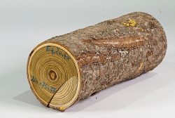 Eg020 Staghorn Sumac Log Section 200 x 75 x 75 mm