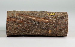 Eg020 Staghorn Sumac Log Section 200 x 75 x 75 mm