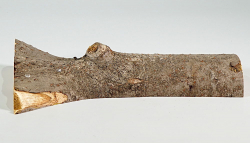 Eg021 Staghorn Sumac Log Section 250 x 85 x 30 mm
