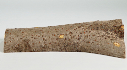 Eg022 Staghorn Sumac Log Section 250 x 85 x 35 mm