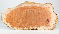 Wl008 Woodline Mallee Burl Disc 400 x 240 x 13 mm