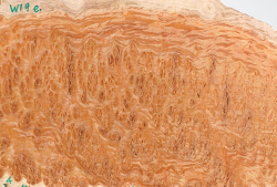 Wl009 Woodline Mallee Burl Disc 380 x 210 x 13 mm