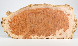 Wl009 Woodline Mallee Burl Disc 380 x 210 x 13 mm