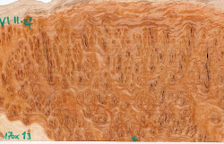 Wl011 Woodline Mallee Burl Disc 350 x 170 x 13 mm