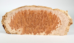 Wl011 Woodline Mallee Burl Disc 350 x 170 x 13 mm