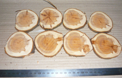 Ei049 Yew Branches Epoxy Resin End Grain for Table 240 x 65 x 10 mm