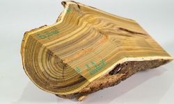 Eg023 Staghorn Sumac Log Section 280 x 120 x 45 mm