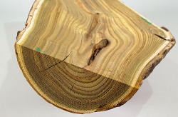 Eg023 Staghorn Sumac Log Section 280 x 120 x 45 mm