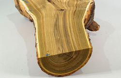 Eg024 Staghorn Sumac Log Section 290 x 130 x 45 mm
