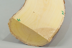 Pfa005 Common Spindle Tree Log Section 250 x 100 x 40 mm