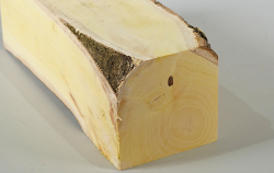 Pfa007 Common Spindle Tree Log Section 210 x 70 x 70 mm