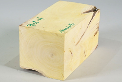Pfa008 Common Spindle Tree Log Section 140 x 70 x 70 mm