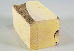 Pfa008 Common Spindle Tree Log Section 140 x 70 x 70 mm